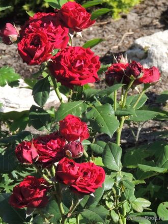 Таманго ( Tamango),  Meillan.