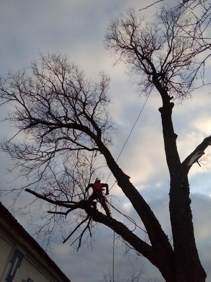 Валка по частям ивы в Старой Руссе