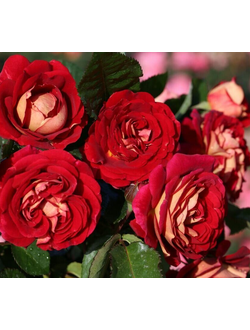 Ди Зеенсверте (Die Sehenswerte)