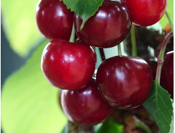 Владимирская(вишня)