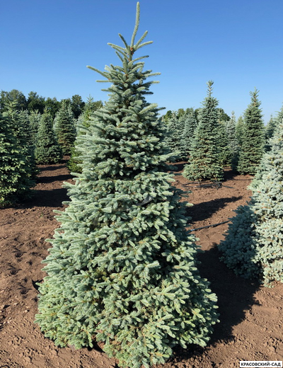 Ель колючая Глаука