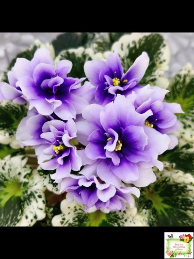 Р-Дурман (В. Зуб) 2020 г. (лист с детками укоренённый)