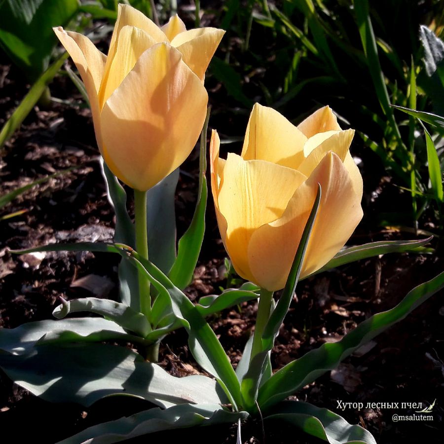 Tulipa batalinii Bronze Charm