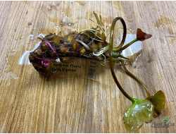 Нимфея Пич энд Крем