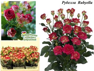Роза Рубелла