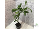 Цеструм ночной / Cestrum nocturnum