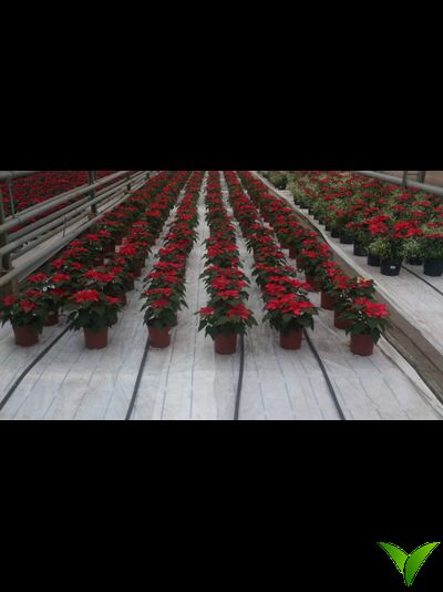 Агроткань застилочная Agrojutex 100 г/м2 БЕЛОГО цвета