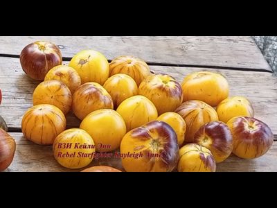 Томат Восставший Звездный Истребитель Кэйли Энн (Rebel Starfighter Kayleigh Anne)