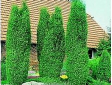 Можжевельник обыкновенный Suecica