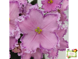 Nik-Хмельное Лето (Н. Булко) 2022 г.