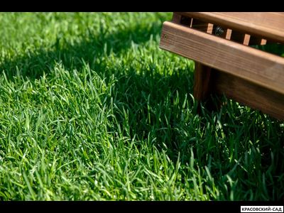 Рулонный газон Эталон