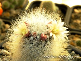 Mammillaria schwarzii - 5 семян