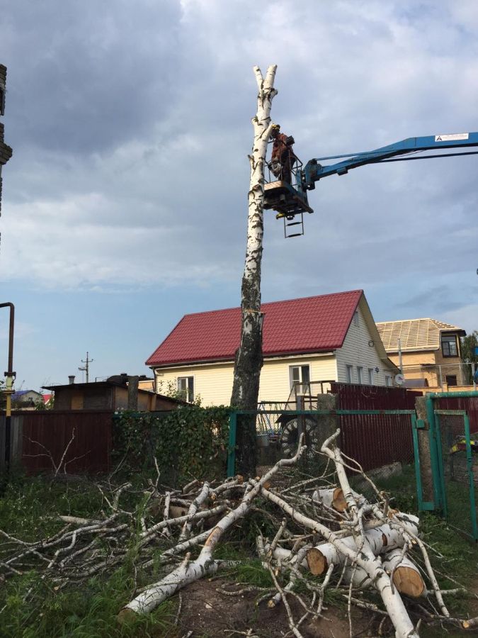 Спил гнилой березы с вышки в Юрьево