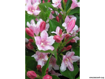 Вейгела цветущая Пинк Принцесс