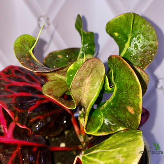 Кротон Phaya Petch