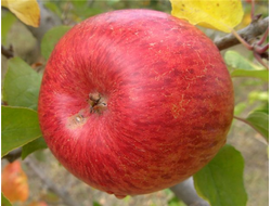 Бефорест (яблоня)