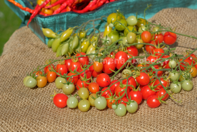 Томат-черри Лилина Коса, 10 шт