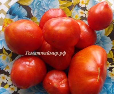 Томат Углерод + Бабушкино бычье сердце