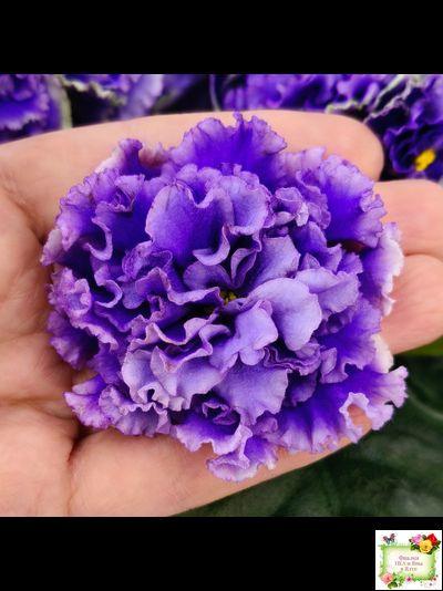 РМ-Синий Бриллиант (Н. Скорнякова) 2023 г.