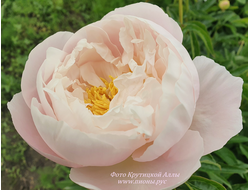 Пион Miss America (Мисс Америка)