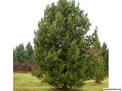 Кедр Сибирский - Pinus Sibirica