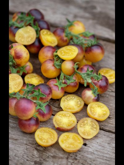 Томат Гном 1999, 10 шт