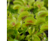 Dionaea muscipula H52