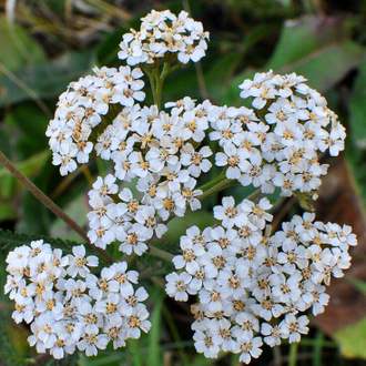 Тысячелистник (Achillea millefolium) 5 г - 100% натуральное эфирное масло