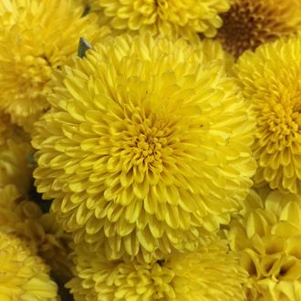 Цветочный воск Хризантема (Chrysanthemum morifolium) 10г