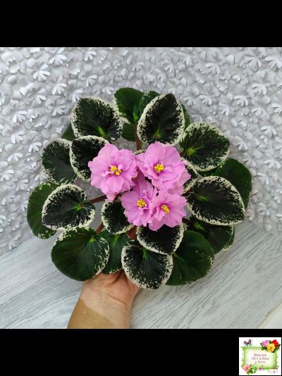 Р-Донна Роза Дальвадорес (В. Зуб) 2021 г.