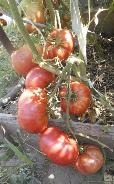 Томат Однокилограммовый