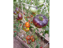 Томат Чупа-чупс (Chupa-Chups)