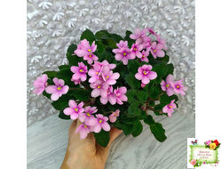 LV-Звезда в Ночи (Л. Шевелева) 2025 г. трейлер (клакамасный лонг)