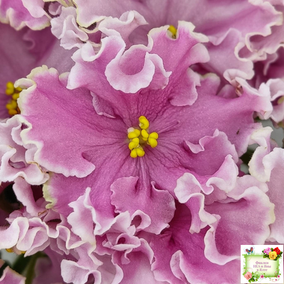 НД-Ливадия (Н. Данилова-Суворова) 2020 г.