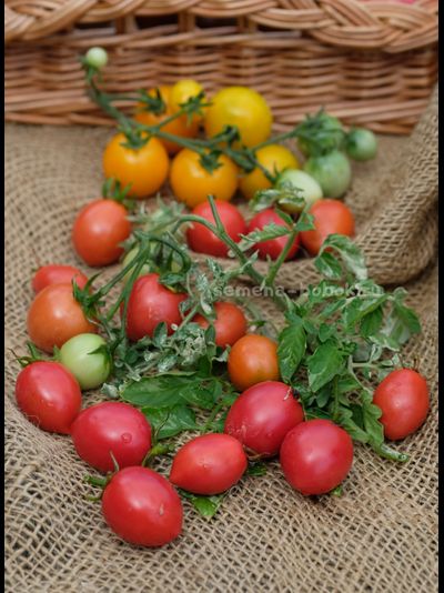Томат Морозный водопад - Шимофури (Shimofuri), 10 шт