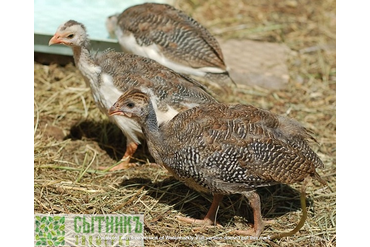 Красивые цесарки на ферме в Подмосковье
