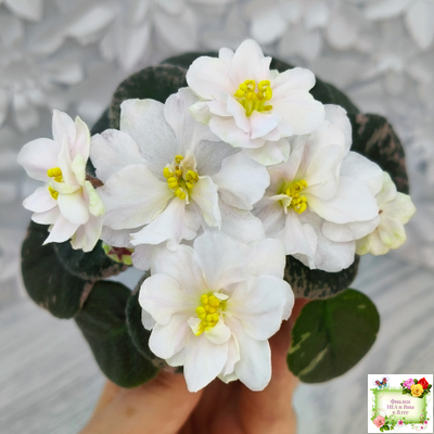 Golden Eye (S. Sorano)