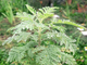 Полынь африканская (Artemisia afra) - 100% натуральное эфирное масло
