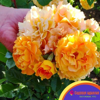 Гольдэльзе (Goldelse)