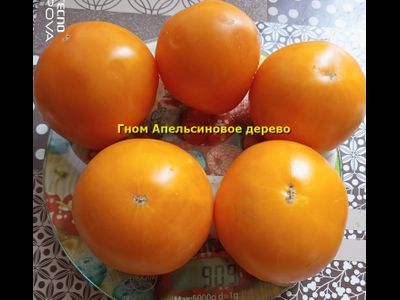 Гном Апельсиновое дерево (Dwarf Orange Tree, Австралия, США )