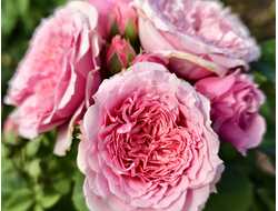 Уильям Кристи (William christie)