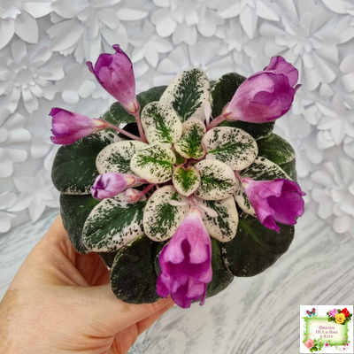 СК-Пангея (А.Кузнецов) 2014 г.