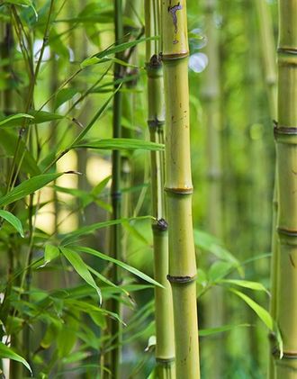 Бамбук МАСЛЯНЫЙ ЭКСТРАКТ