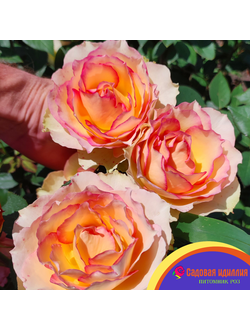 Джалита (Jalitah)