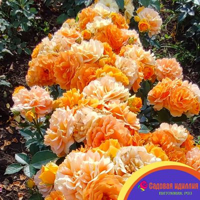 Гольдэльзе (Goldelse)