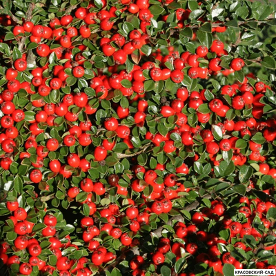 Кизильник Корал Бьюти - Coral Beauty