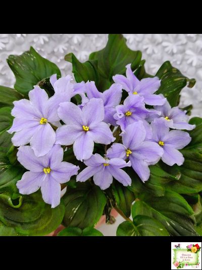 LV-Небо в Кармашке (Л. Шевелева) трейлер (пестролистный клакамас) сеянец