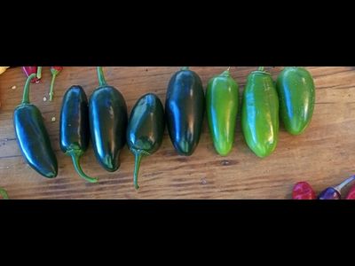 Перец острый Jalapeno Telica