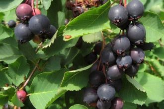 Мандам ирга ольхолистная (Amelanchier alnifolia Mandam) (7-15л)