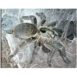 Ceratogyrus bechuanicus
